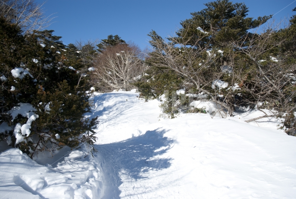 제주,한라산,제주도,자연,여행,설원,설경,눈,설산,숲,나무,풍경,숲속,산,등산,겨울,계절,겨울,계절,winter,season,자연,풍경,nature,landscape,tree,plant,식물,fir,전나무