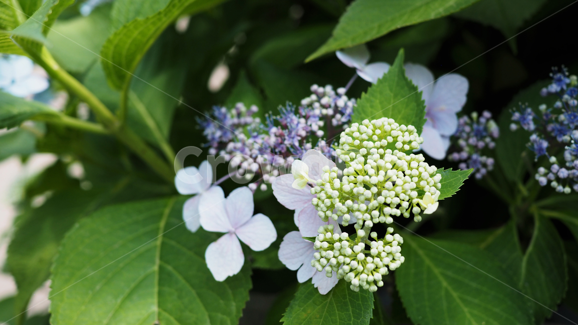 야생화,꽃,green,wildflower,flowers,공원