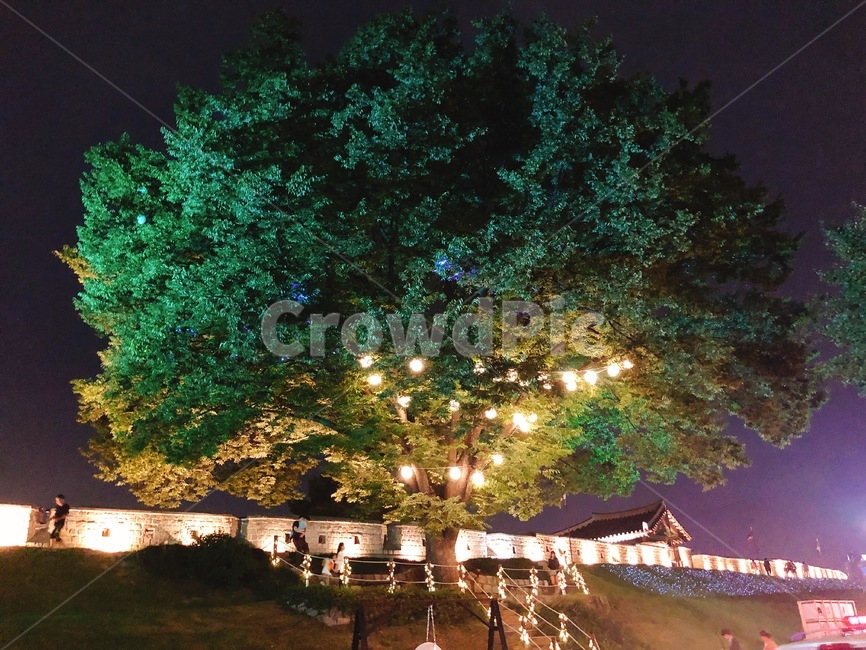 수원시,수원화성,나무,야경,조명,풍경,경치,소원나무,여름,밤,야경,밤,풍경,nightscape,night,landscape,랜드마크,landmark,tourist attraction,한국랜드마크,한국관광지,한국명소,korea landmark,korea tourist attraction,사람들,대중,군중,other people,crowd