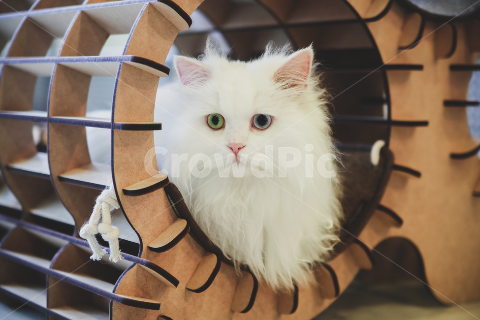 동물,고양이,오드아이,고양이눈,애완동물,흰고양이,시선,한마리,포유류,animal,cat,white,oddeye,eyeline,mammal,kitten,kitty,동물,animal,포유류,mammal,고양이,cat,kitten,kitty