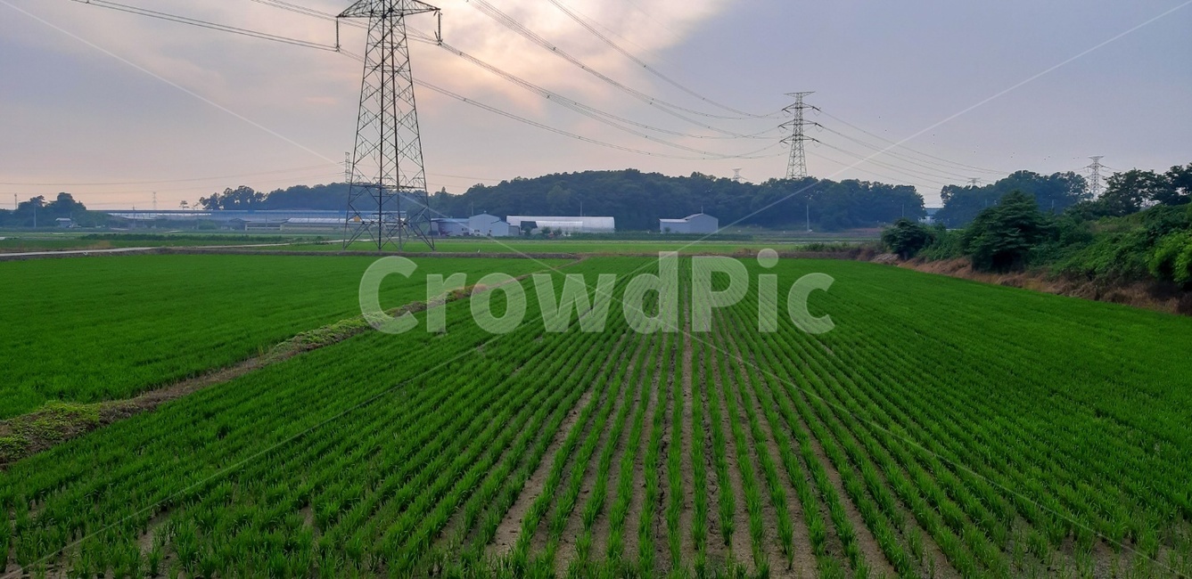 케이블,전력선,밭,cable,powerlines,초원,농사
