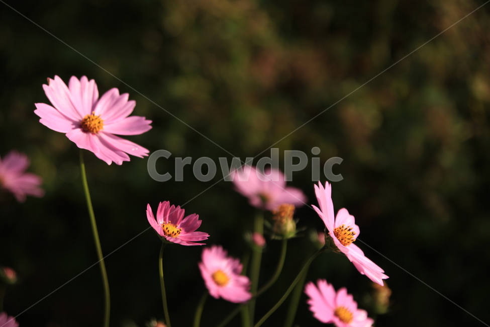 가을풍경,코스모스,분홍꽃,분홍코스모스,들판에핀코스모스,식물,자연,plants,nature,꽃,flower