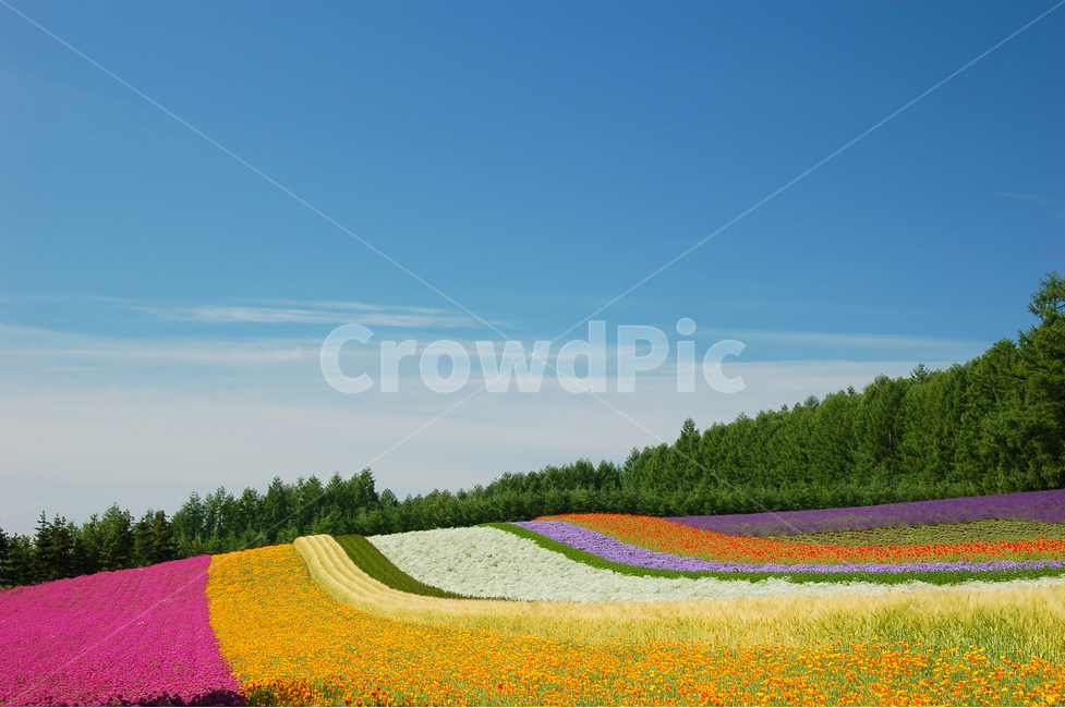 sky,forest,nature,tree,flower garden,flower,cloud,background image,horticulture,Background image,background,sight,background photo