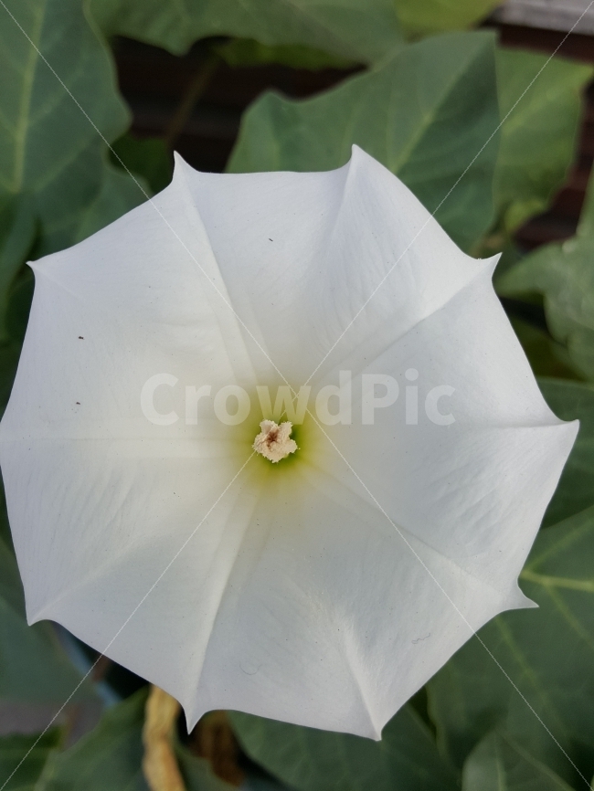 꽃,우산,방사형,꽃술,순수,식물,자연,plants,nature,꽃,flower