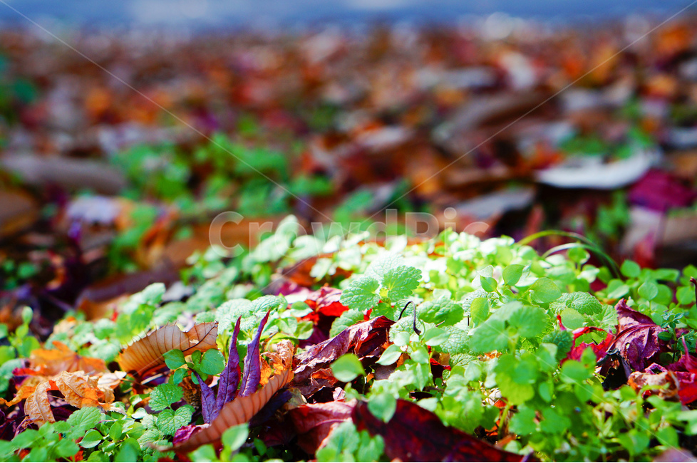 가을,낙엽,풀,풍경,빛,가을,계절,fall,autumn,season,식물,자연,plants,nature,pottery,도기류,vase,병 장식,jar,항아리,plant,potted plant,화분