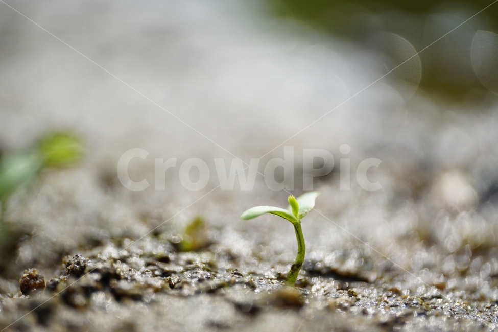 식물,이파리,풀,자연,풍경,경치,landscape,plant,plants,습지,환경,그린,녹색,green,생태계,감성,감성사진,힐링,힐링사진,스냅,스냅사진,스넵,스넵사진,snap,snapshot,느낌,분위기,feel,feeling,가을,계절,season,autumn,fall,싹,새싹,햇살,햇빛,시작,생명,축축한,젖은,물가,개울가,봄,spring,한국,korea,한국자연,야생식물,빛망울,보케,식물,자연,plants,nature,감성,sensible,feeling,휴식,힐링,rest,relaxation,healing