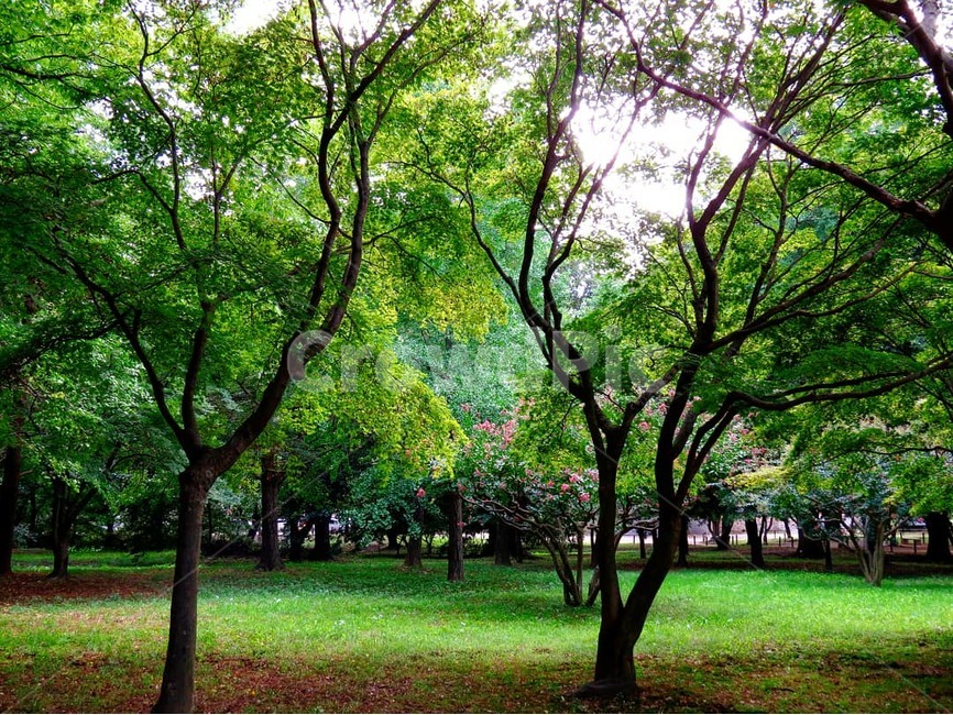 숲,경주,천년의숲,여름,파릇파릇,초록,풍경,풍경사진,감성,감성사진,고즈넉함,한적함,자연,landscape,forest,green,summer,old,gyeongju,attraction,quiet,clean,sensibility,nature,koreanhistory,historicsite,fresh,신선함,쾌적함,명소,cool,자연,풍경,nature,landscape,한국자연풍경,한국자연경관,korea nature landscape,식물,plants,나무,trees,wood,휴식,힐링,rest,relaxation,healing,plant,grass,잔디,park,공원,outdoors,옥외,lawn