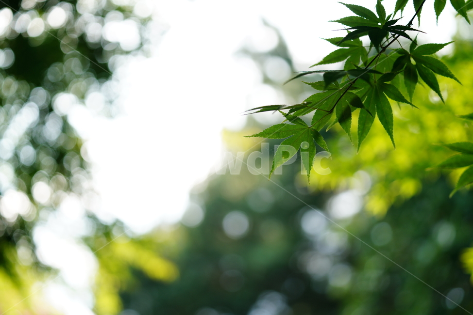 녹색,그린,green,생명,생물,색감,자연,leaf,잎,plant,식물,식물,자연,plants,nature