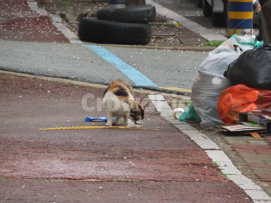 고양이,길거리,길고양이,전봇대,도보,노숙자,방황cat,street,streetcat,pole,walk,homeless,wandering,동물,animal,포유류,mammal,고양이,cat,kitten,kitty