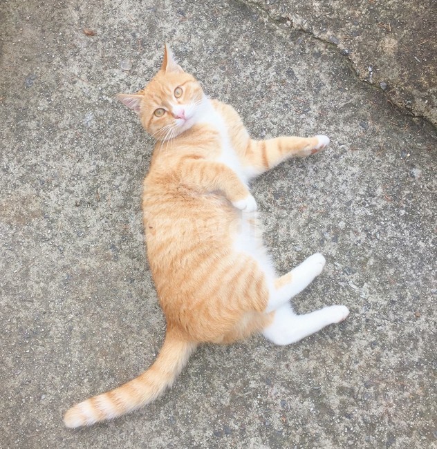 고양이,반려묘,애완동물,cat,animal,pet,뚱뚱한고양이,돼지고양이,비만,동물,animal,포유류,mammal,고양이,cat,kitten,kitty