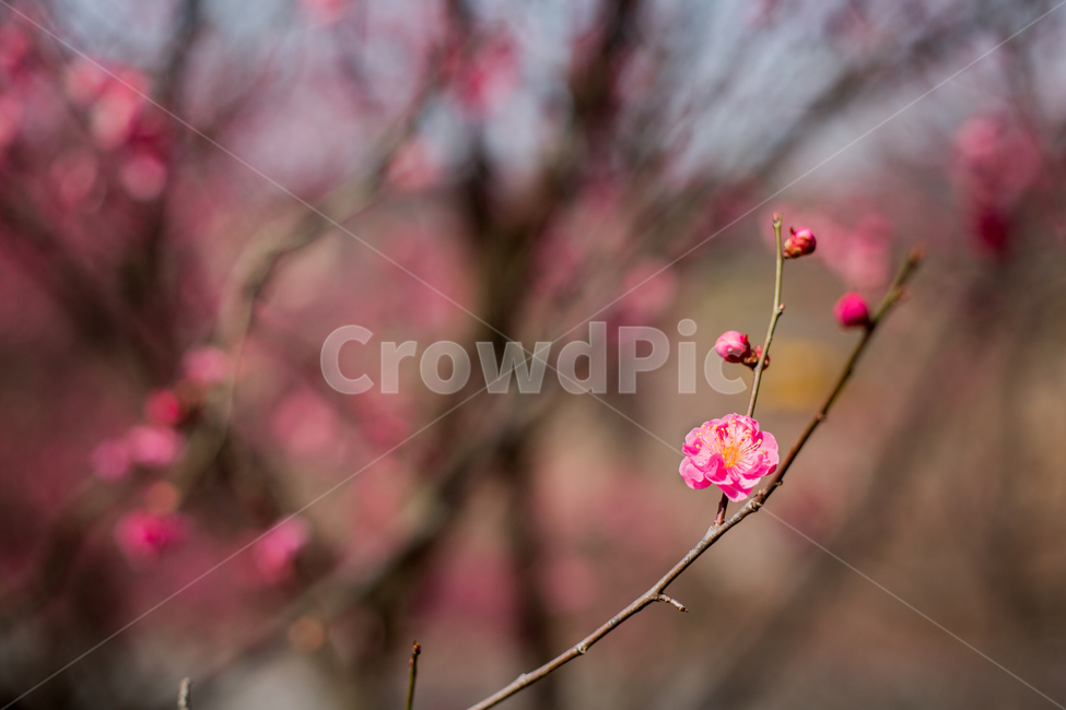 홍매화,중외공원,매화,매화꽃,봄꽃,분홍꽃,봄,계절,spring,season,식물,자연,plants,nature,꽃,flower,plant,sprout,새싹,bud,싹,blossom,petal,꽃잎