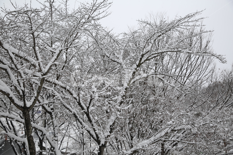 겨울,자연,nature,눈,snow,눈꽃,추위