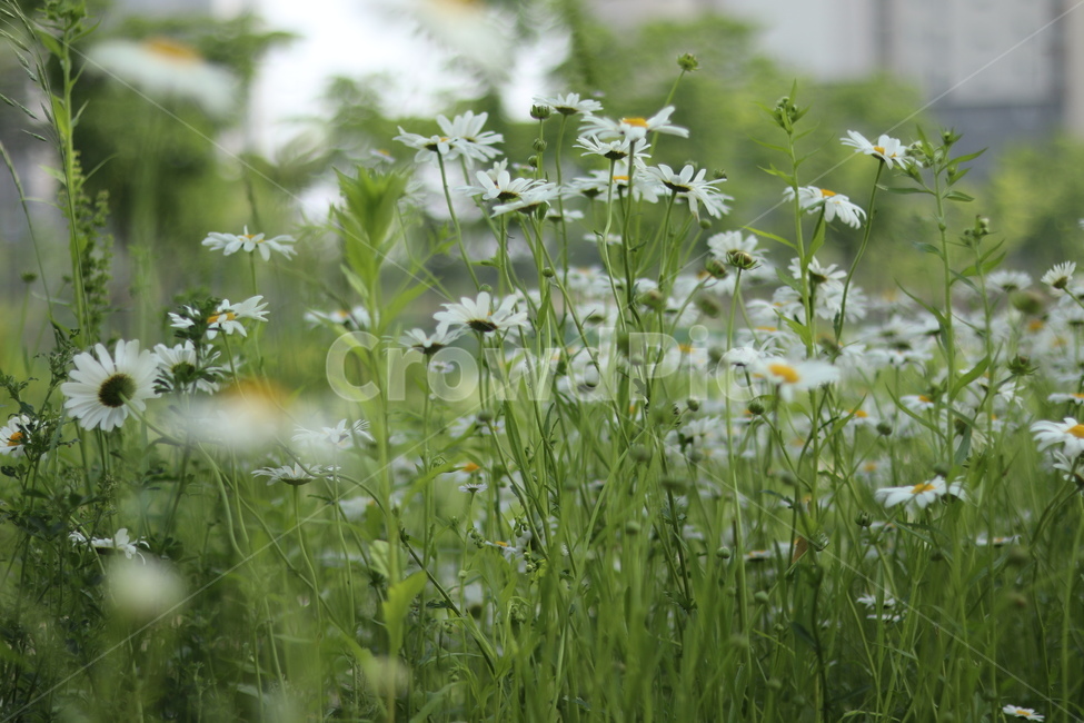 샤스타데이지,흰색,냇가,봄,빛,봄,계절,spring,season,식물,자연,plants,nature,꽃,flower,plant