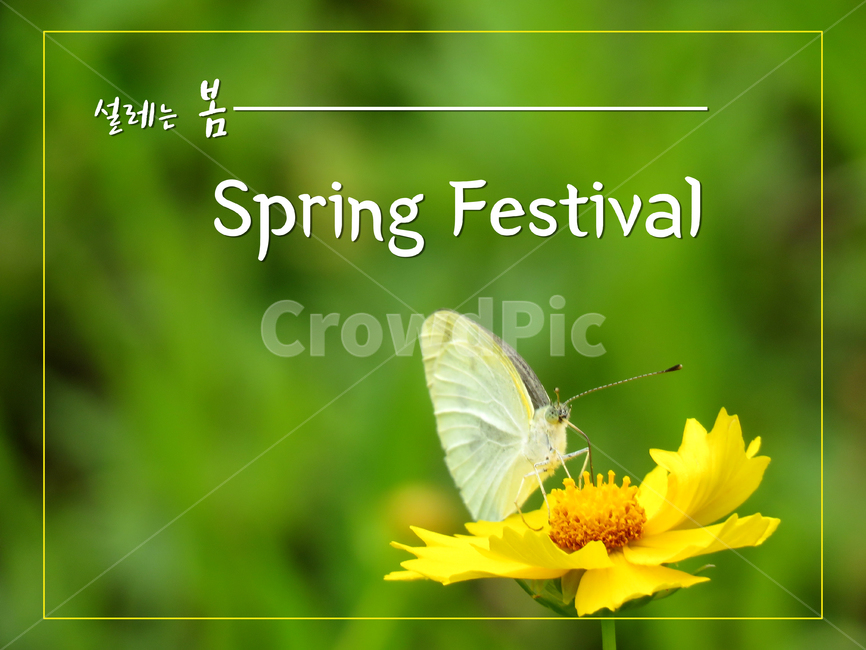 금계국,나비,노랑꽃,접사,전단지,봄행사,매장,마트,할인,할인행사