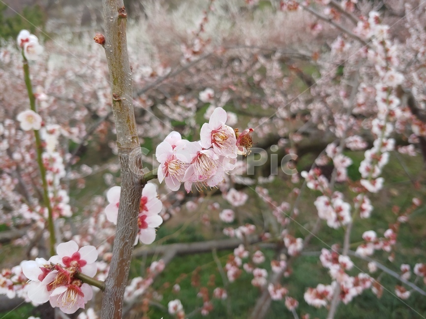 매화,봄,꽃,나무,자연,식물,식물,자연,plants,nature,꽃,flower