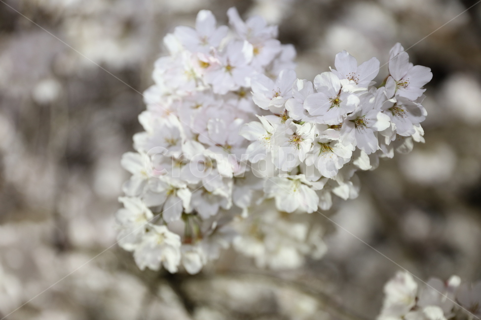 꽃,벚꽃,야경,봄,나무,자연,풍경,배경,밤,새싹,꽃송이,분홍,핑크,flower,봄,계절,spring,season,식물,자연,plants,nature,꽃,flower,plant,blossom