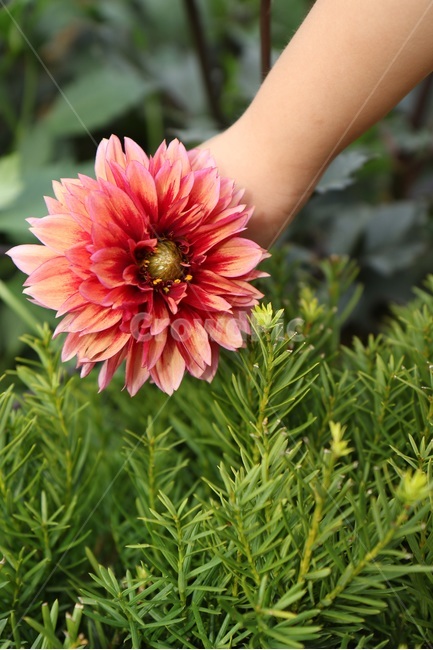 과꽃,다알리아,감사,화려,꽃,여름꽃,식물,자연,plants,nature,꽃,flower