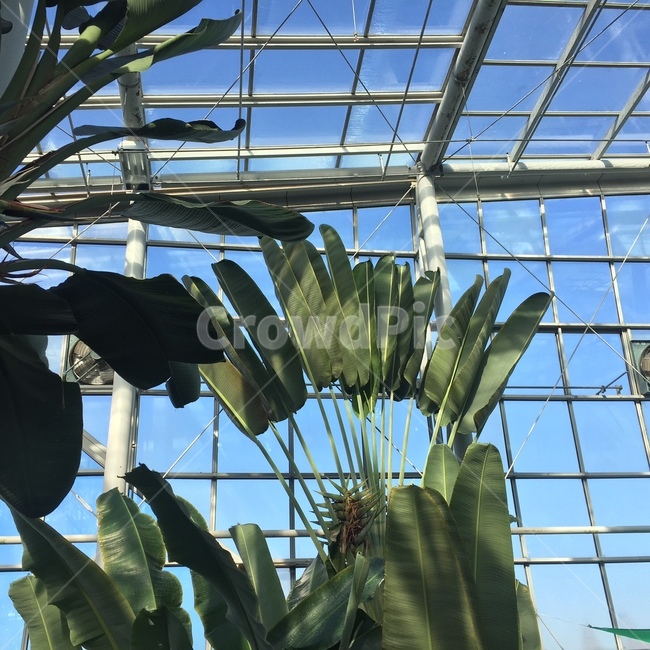 식물원,잎,바나나잎,하늘,줄기,식물,자연,plants,nature