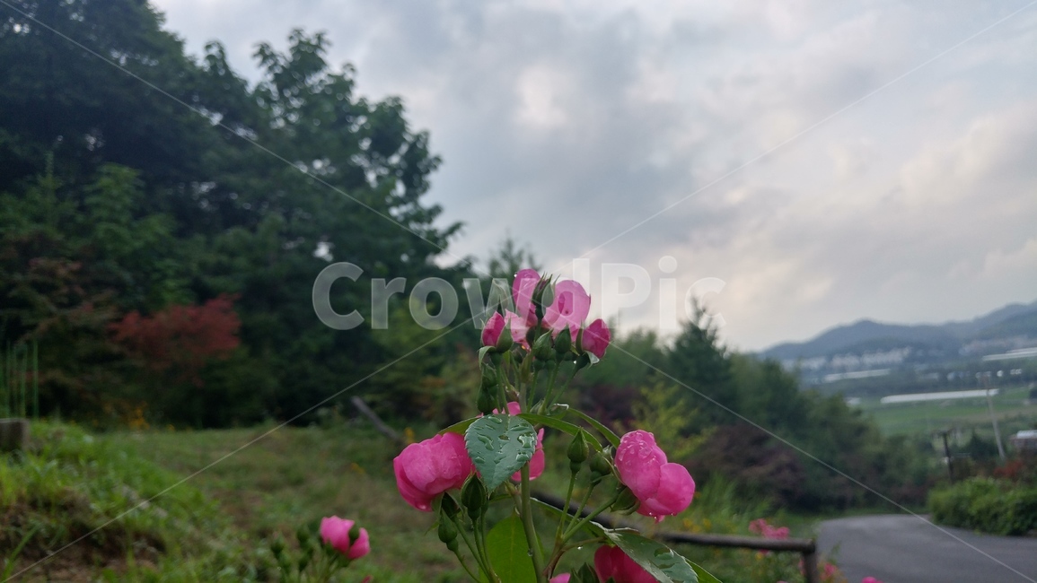 꽃,하늘,풍경,자연,식물,flower,sky,plant