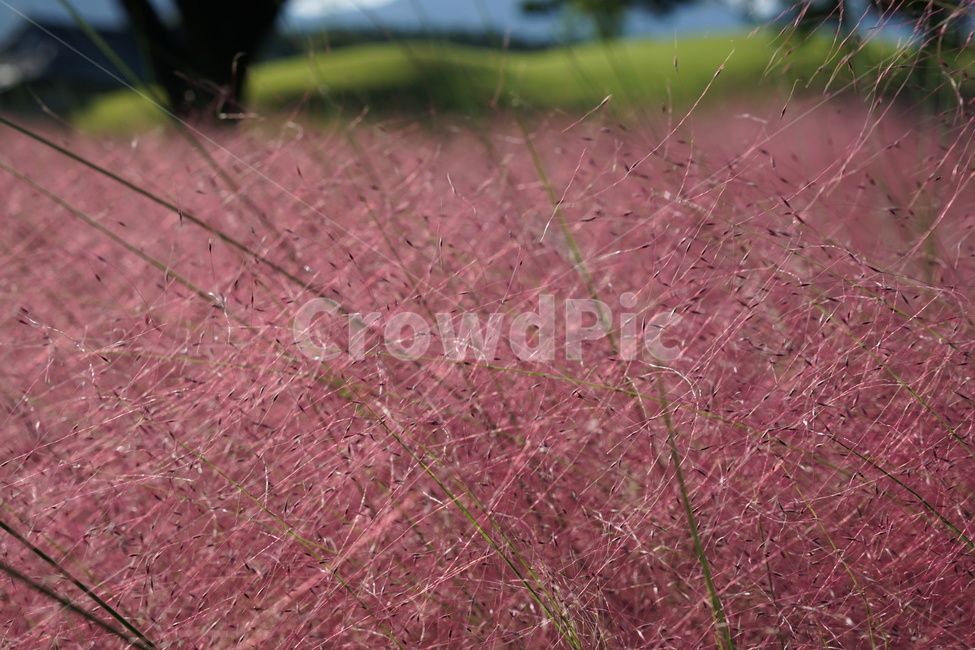 핑크뮬리,분홍꽃,핑크뮬리그라스,뮬리,꽃,pink,flower,식물,plant,가을,계절,fall,autumn,season,식물,자연,plants,nature,ground,바닥,grass,잔디