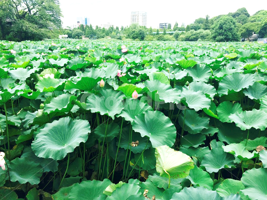 lotus,연꽃,연못,pond,garden,정원,습지