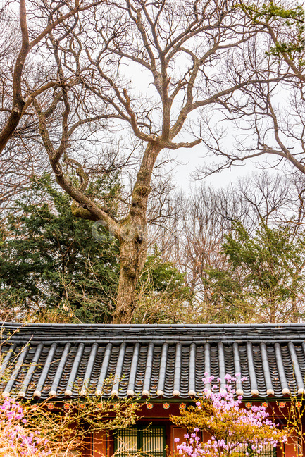 비원,고궁,봄,관광명소,문화유산,기와,봄,계절,spring,season,한국전통,한국문화,korean traditional,korean culture,식물,자연,plants,nature,나무,trees,wood,건축물,건물외관,exterior,building,structure,architecture,construction,tree,plant