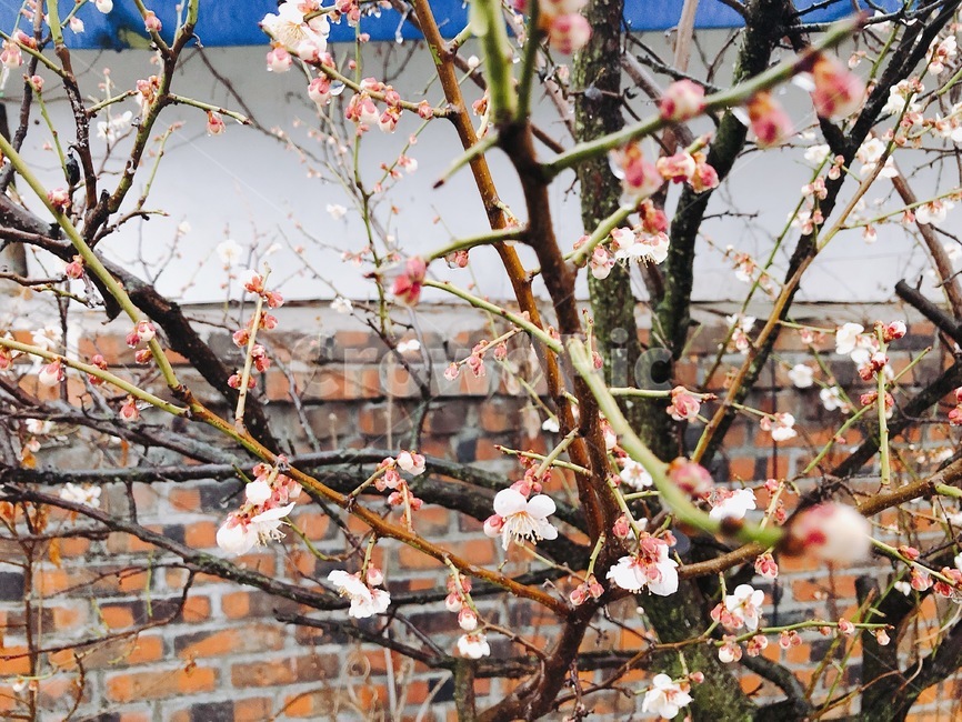 벚꽃,자연,봄,비내리는날,비,감성,꽃,식물,자연,plants,nature,꽃,flower