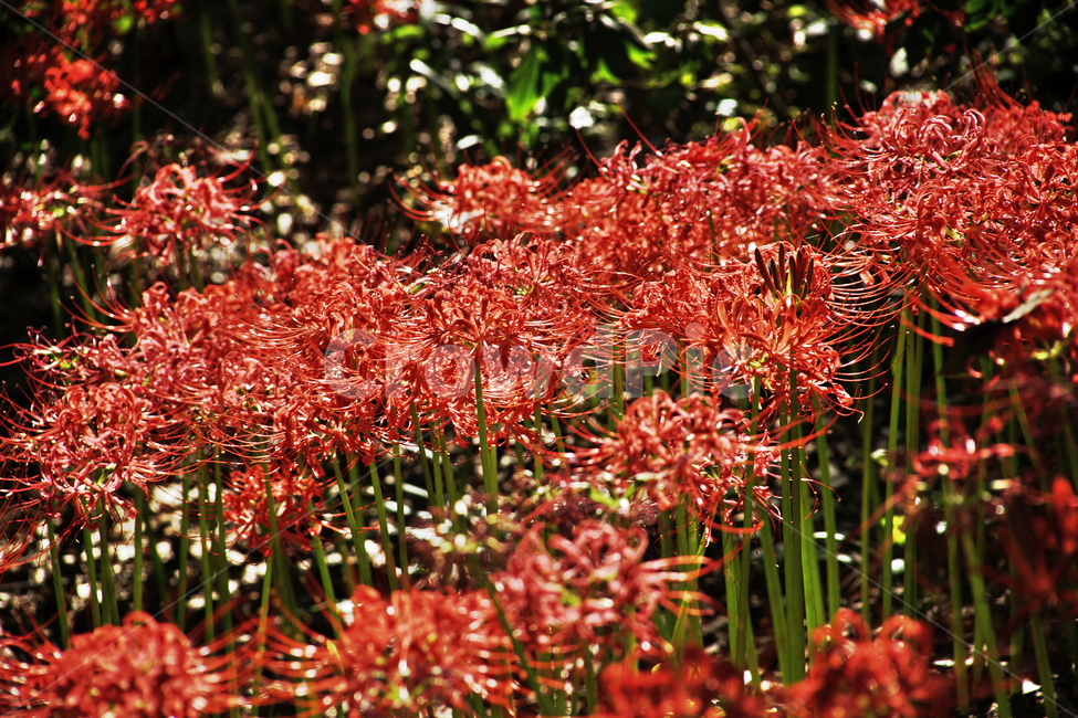 꽃무릇,상사화류,석산,독무릇,산오독,산두초,redspiderlily,가을,빨간꽃,수선화과,식물,화단용,꽃꽂이용,식물,자연,plants,nature,꽃,flower