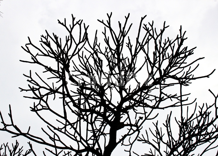 tree,나무,배경,branch,명암,나뭇가지
