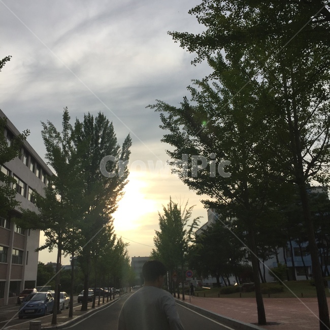 희망,나무,전진,노을,빛,자연,풍경,nature,landscape,road,도로,asphalt,아스팔트,freeway,고속 도로,highway,고속도로