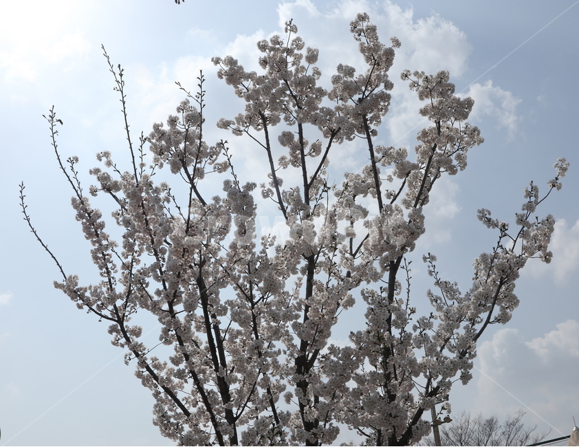 벚꽃,봄,꽃,나무,자연풍경,불광천,봄,계절,spring,season,식물,자연,plants,nature,나무,trees,wood,outdoors,옥외,ice,빙,snow,눈