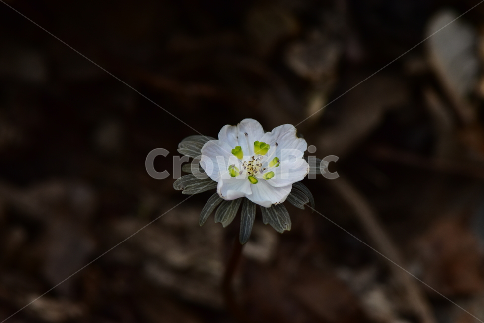 변산바람꽃,야생화,봄,꽃,흰색,자연,식물,식생,봄의전령사,풀꽃,미나리아재비과,plants,nature,spring,season,flower,식물,자연,plants,nature,꽃,flower