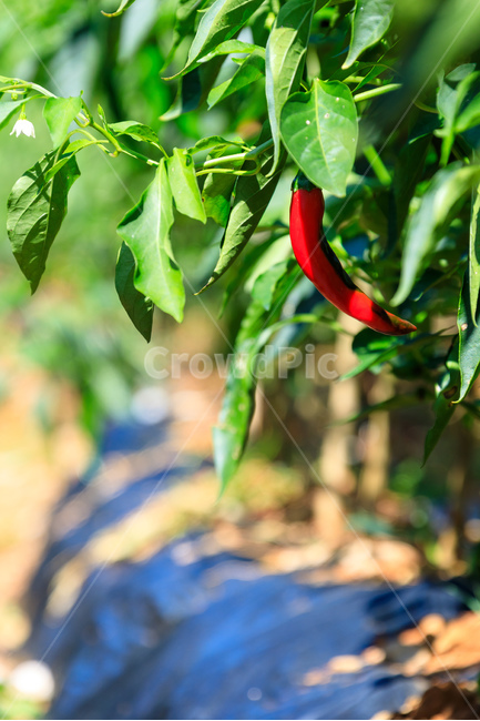 고추,매운고추,신선한,식물,건강한,야채,농업,식물,자연,plants,nature,채소,야채,vegetables