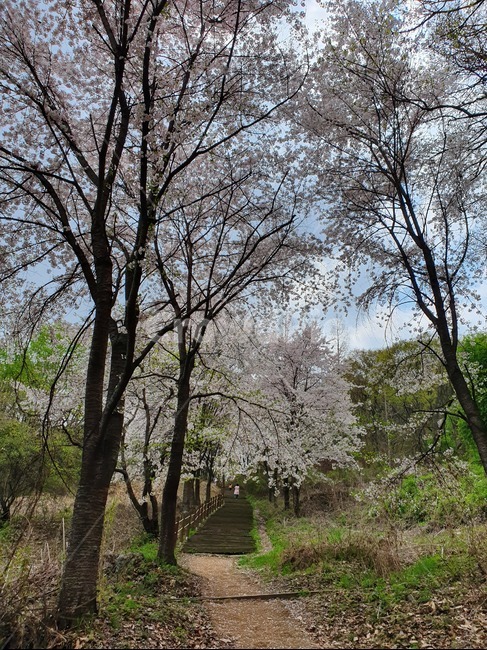 통일공원,등산중,벛꽃잎,봄계절,벛꽃나무