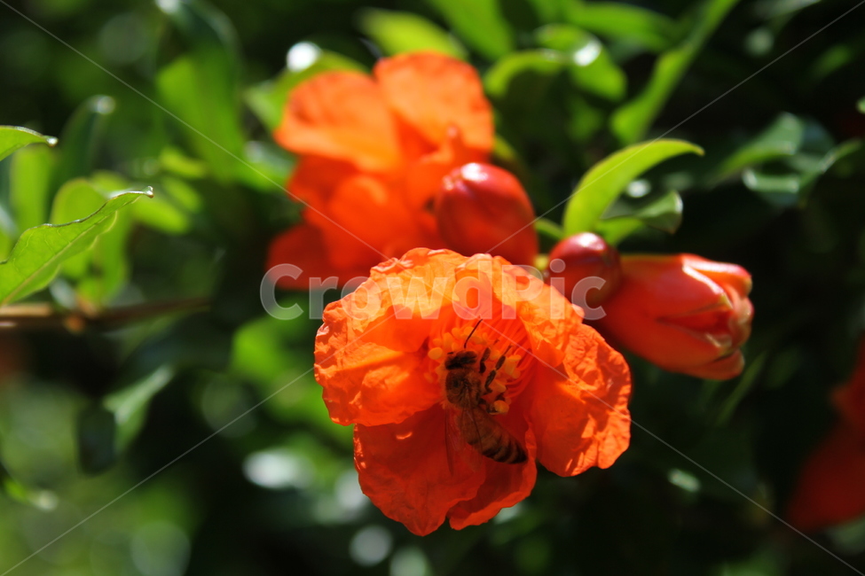 석류,석류꽃,식물,풍경,벌,pomegranate,식물,자연,plants,nature,꽃,flower,동물,animal,곤충,벌레,insect,bug