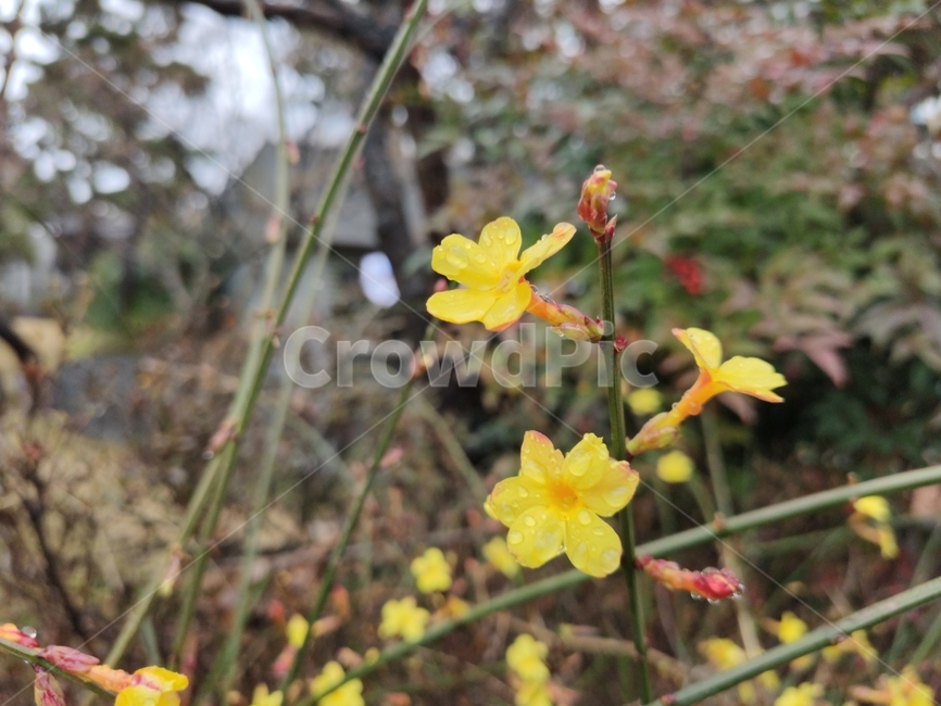 영춘화,중국원산,개나리의꽃,노란꽃,개나리,봄,봄꽃,blossom,plant,식물,flower,꽃