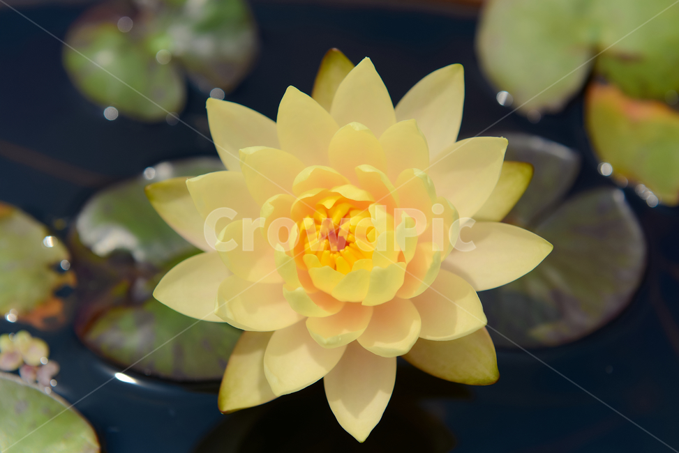 꽃,자연,접사,힐링,신선함,안식처,season,plants,nature,flower,sensible,feeling,색깔,색상,색채,색감,colorsense,colorsensitivity,feelingofcolor,감성,평온함,느낌,휴식,koreanature,landscape