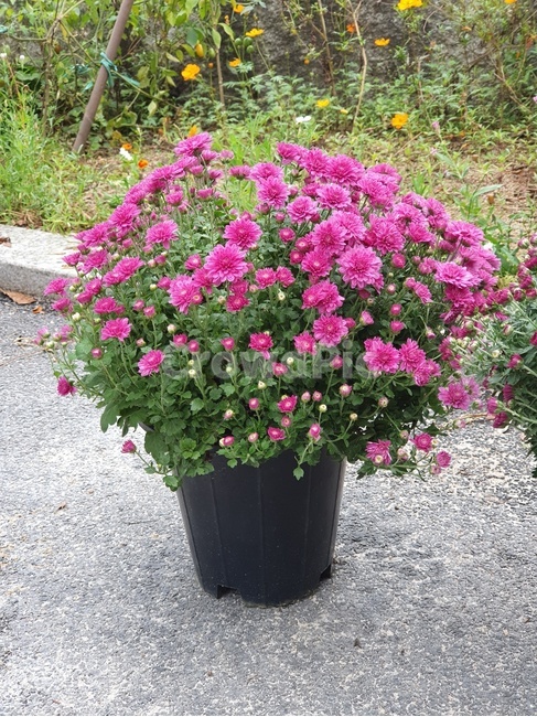 flower,plant,blossom,꽃,geranium,식물,자연,plants,nature,꽃,flower