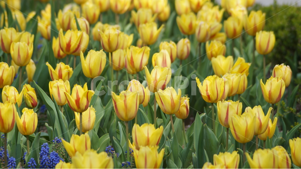 꽃,봄꽃,자연,풍경,튜울립,봄,계절,spring,season,식물,자연,plants,nature,꽃,flower,plant,blossom