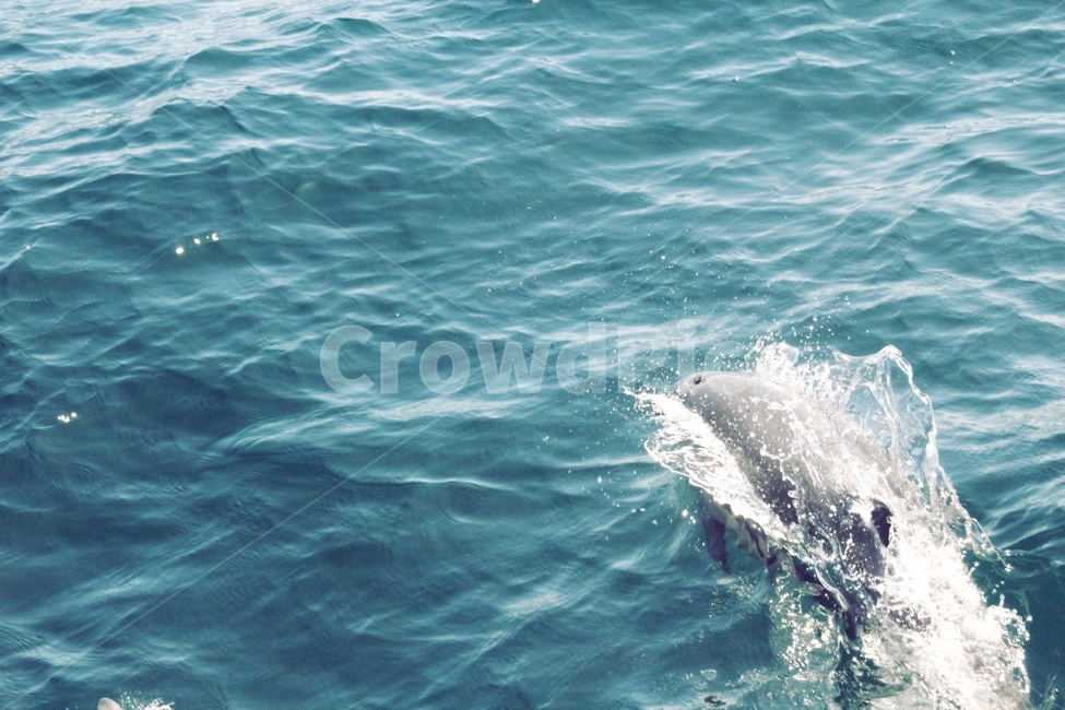 바다,돌고래,ocean,dolphin,blue,sealife,animal