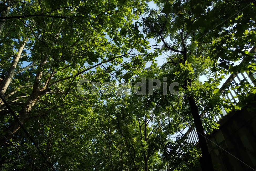 숲,나무,자연,풍경,햇빛,초록색,자연,풍경,nature,landscape,tree,plant,식물,tree trunk,나무 줄기