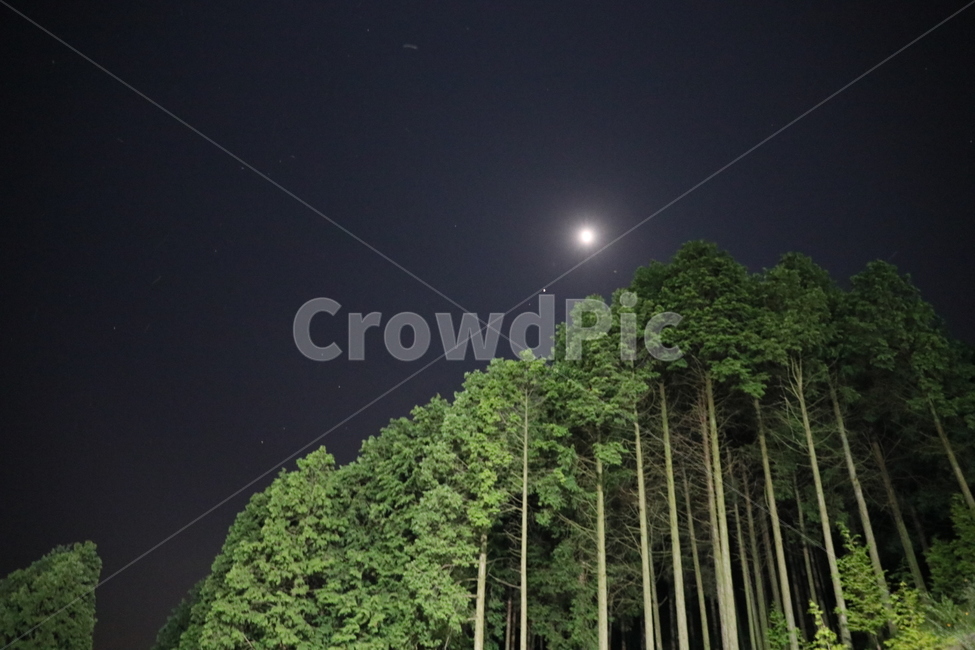숲,야경,달빛,나무,식물,야경,밤,풍경,nightscape,night,landscape,nature,자연,outdoors,옥외