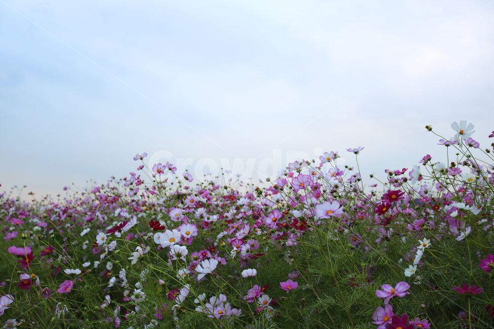 코스모스,꽃,코스모스꽃,식물,자연,야생화,들꽃,가을,국화과,가을,계절,fall,autumn,season,식물,자연,plants,nature,꽃,flower,blossom,geranium,제라늄,plant