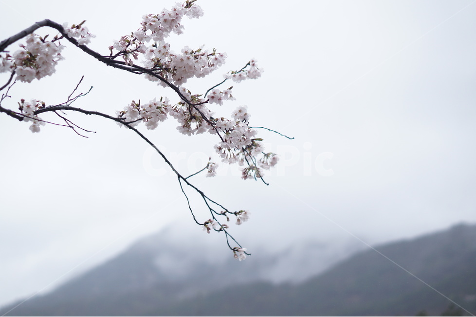 산,벚꽃,풍경,구름,봄,흐림,봄,계절,spring,season,식물,자연,plants,nature,꽃,flower,plant,blossom