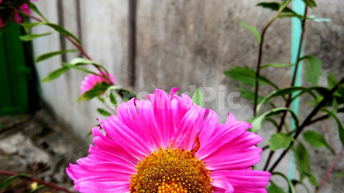 분홍색꽃,꽃,식물,plant,pollen,화분