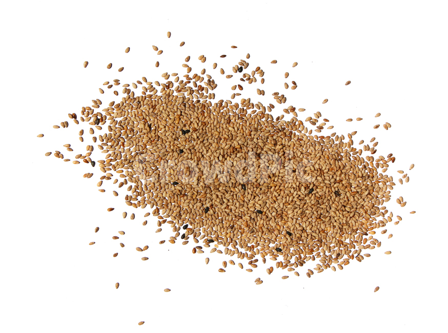 brown,closeup,dry,dummy,food,gold,grain,macro,meal,natural,nature,organic,plant,seed,seeds,sesame,sesameseed,sesameseeds,top,topangle,topview,yellow,깨,참깨,곡식,곡류,음식,음식재료,식재료,식물,씨앗,씨,갈색,브라운,말린,말리는,건조,자연,클로즈업,탑앵글,탑뷰,깨소금,농작물,농촌,농사,흰배경,음식,식재료,요리,food,cook,meal,dishes,food reserves,곡류,곡식,cereals