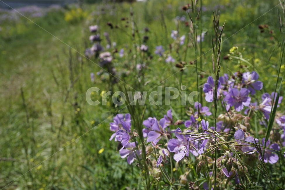 plant,식물,flower,blossom,꽃,보라색꽃,풀,잎,녹색,식물,자연,plants,nature,꽃,flower