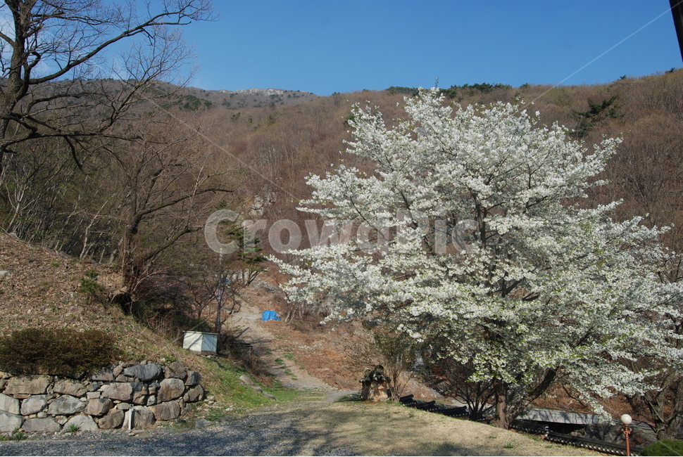 봄,탐방로,trail,tree,nature,자연,풍경,nature,landscape,plant,식물