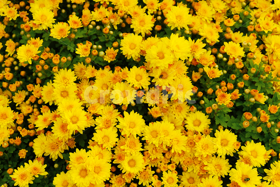 꽃,노랑,봄,봄꽃,노란색,옐로우,식물,자연,plants,nature,꽃,flower