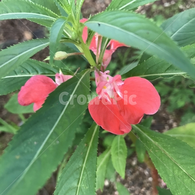 봉선화,급성자,봉숭아,GardenBalsam,Impatiens,Balsamina,한해살이풀,삭과,관상용,약재,약용,염료,피부염치료,꽃차,식물,꽃,Flower,식물,자연,plants,nature,꽃,flower
